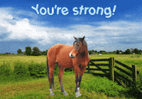 Horses Expressions GIF