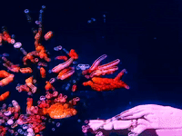 colors sea GIF by MFD