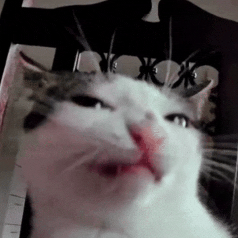 Cat Selfie GIF