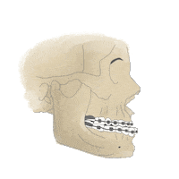 Face Head Sticker
