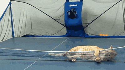 funny cat GIF