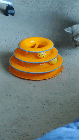 blue eyes cat GIF