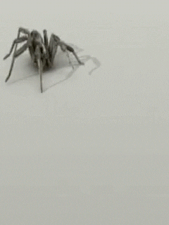 Spiders GIF by memecandy