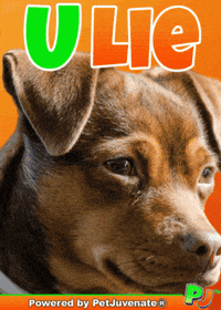 Henlo Hooman Fren GIF by PetJuvenate - PJ