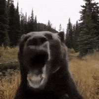 Bear Meme GIF