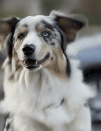 Dance Dog GIF