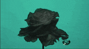Black Rose Flower GIF by Vacation Forever