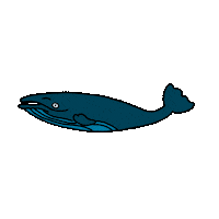 Whale Sticker