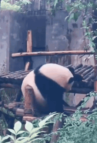 GIF by Giphy QA