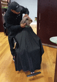 dog skills GIF