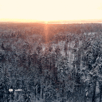 Rallying Rally Sweden GIF by FIA World Rally Championship