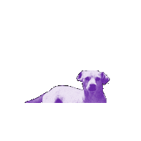 InstitutoCaminhabilidade dog cachorro caramelo viralata Sticker
