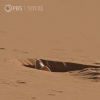 Pbs Nature Fox GIF by Nature on PBS