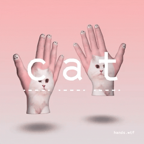 cat GIF by hands.wtf