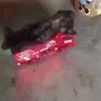 Cat Car GIF
