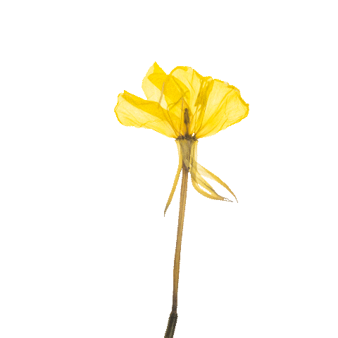 Ss25 Sticker by pureencapsulations_de