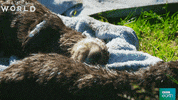otter GIF by BBC Earth