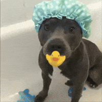 Pitbull GIF