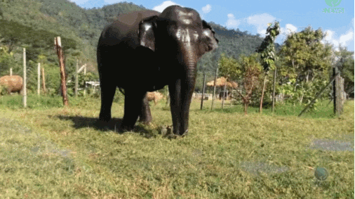 sprinkler GIF