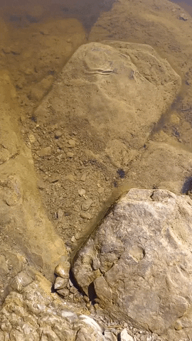 Simongip giphygifmaker GIF