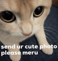 Cat Photo GIF
