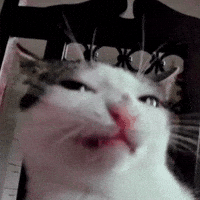 Cat Selfie GIF