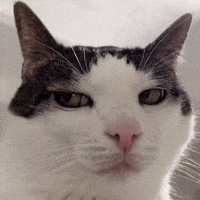Sideeye GIF