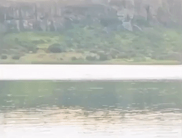 African Tigerfish Catches Swallow in Flight