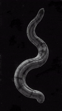 Worm Slither GIF by RedefineTheObvious