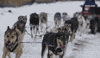 viceland GIF by Payday