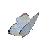 takarano beauty blue butterfly キラキラ Sticker