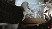 laysan albatross bird GIF by Monterey Bay Aquarium