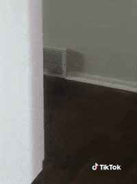 Cat GIF by TikTok France