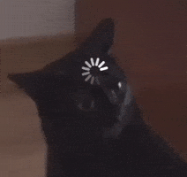 Cat Kitty GIF