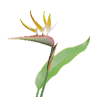 Bird Of Paradise 3D Sticker by rvd