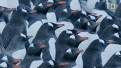 nat geo penguins GIF by National Geographic Channel
