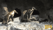 Friends Walking GIF by Brookfield Zoo