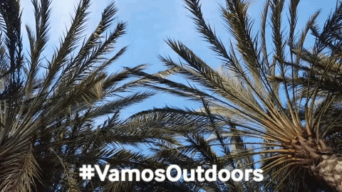 palm trees fitness GIF by Latino Outdoors