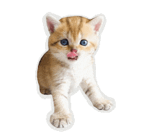 British Shorthair Cat Sticker