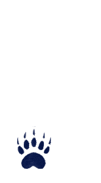 bears kombucha Sticker by Bear's Fruit