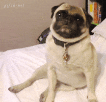 perro GIF