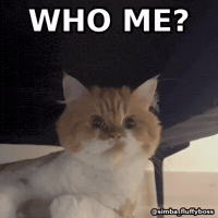 simbafluffyboss reaction gif funny cat funny animals cat meme GIF