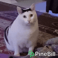 White Cat GIF by PineBill