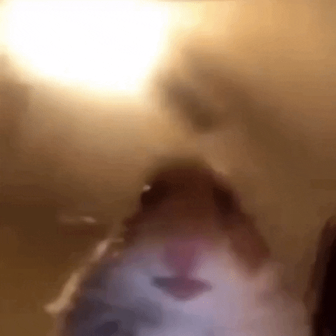 hermangow giphyupload GIF