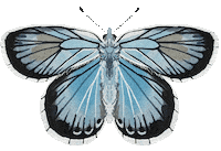 Illustration Flying Sticker