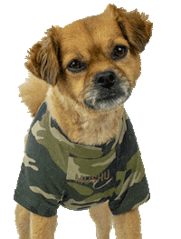 smooshy_mooshy dog animal dogs tongue out Sticker