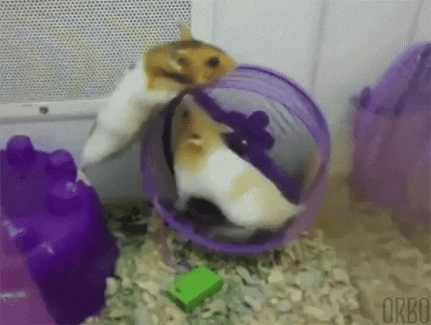 cute aww GIF