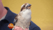 rachaelrayshow funny cute gif baby GIF