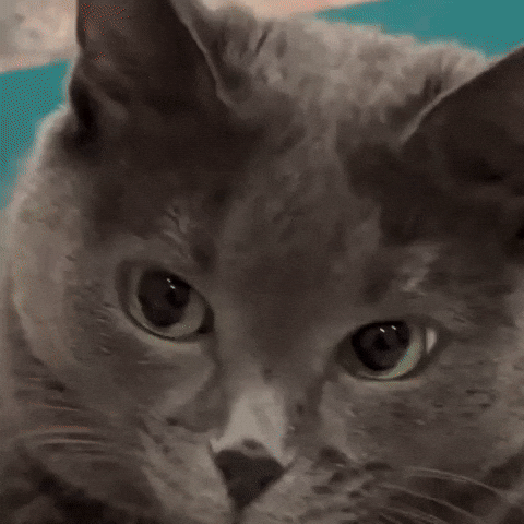 Cat Smile GIF