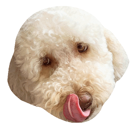 syddesignsocial giphyupload hungry yum poodle Sticker